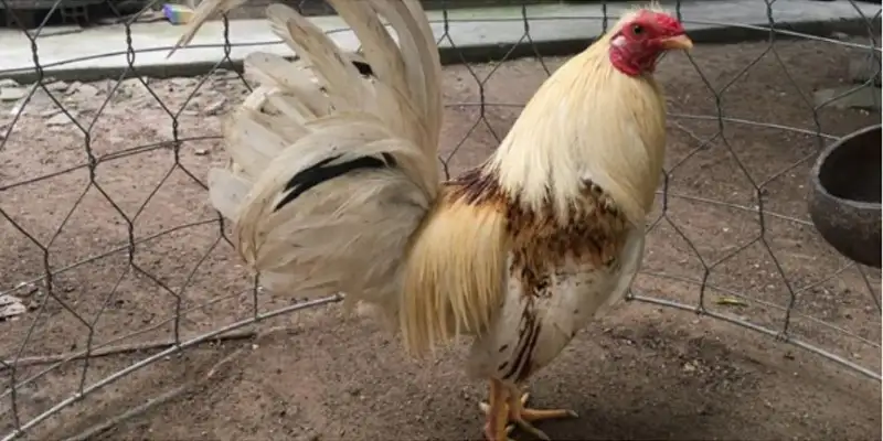 Giới thiệu về gà chọi Mỹ